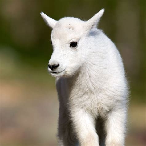 You give it to someone who knows how to take care of it. Quit Your Job and Apply to Be a Baby-Goat Snuggler Instead