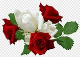 Free download | Red roses and white roses, red rose, white rose png ...