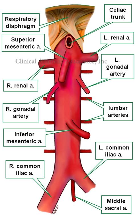 Abdominal Arterial Supply Arteries Anatomy Abdominal Aorta Anatomy