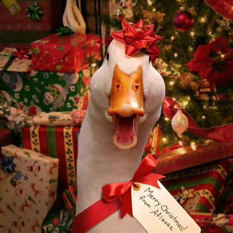 Merry Christmas From Aflac Duck Christmas Duck Christmas Animals