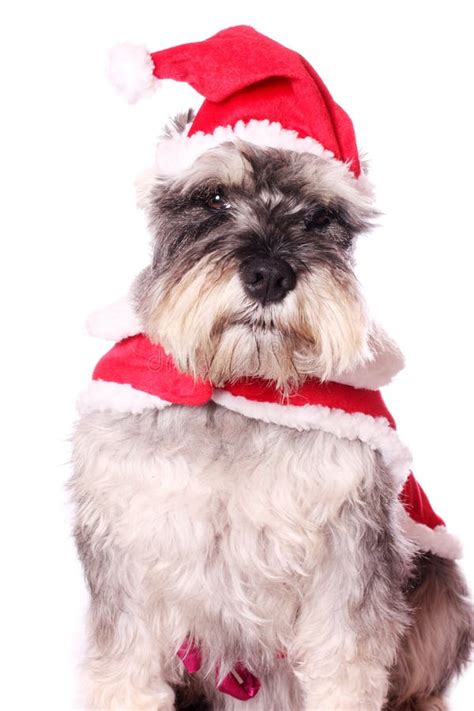 Cute Dog In A Santa Hat Stock Image Image Of Furry Father 11662225