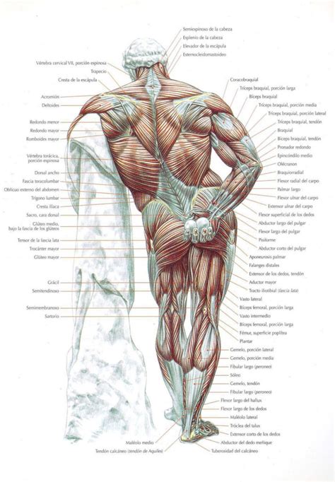 Músculos Del Cuerpo Humano Grupos Tipos Y Funciones