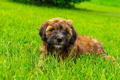 The mini whoodle is a recent designer crossbreed whose parents are the soft coated wheaten terrier and. Whoodle Puppies - Miniature Whoodles Christmas 2019