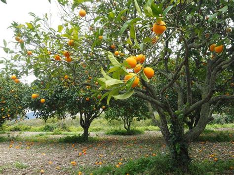 Planter Un Oranger Compagnonnage Végétal Jardinage Bio Arbre Fruitier