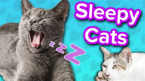 Sleepy Cats Funny Animal Compilation Youtube