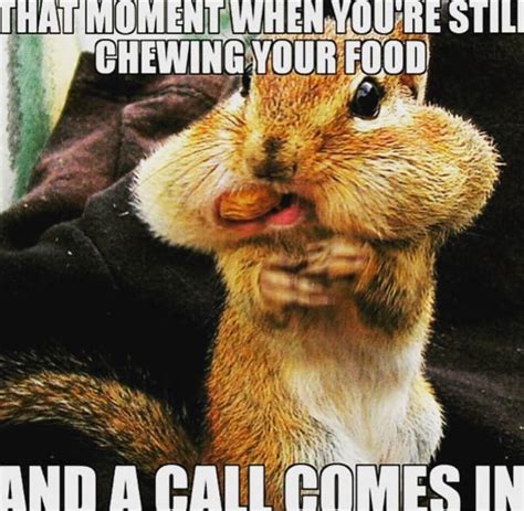 Here are few funny animals memes. Call Center Memes Download | 50* Call Center Employee Meme