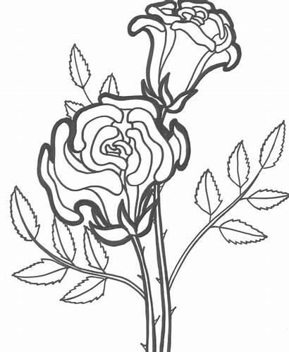 Coloring Pages Flower Rose Roses Printable Flowers