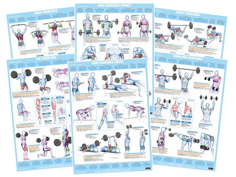 It is responsible for extension,adduction, and (medial) internal rotation of the shoulder joint. Back Muscles Exercise Weight Training Chart - Chartex Ltd