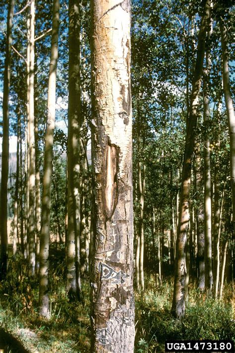 What Is Cenangium Canker Managing Sooty Bark Canker On Trees Tree