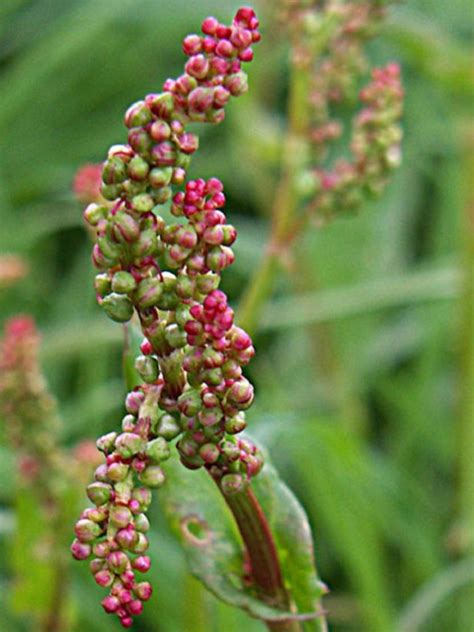 Common Sorrel Plants Rumex Acetosa Buy Online Landlife Wildflower