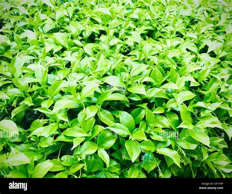 Green Ground Cover Plants Stock Photo Alamy