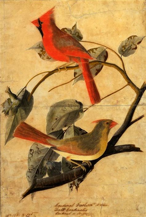 Smithsonian Insider Cardinal Grosbeak By John James Audubon 1811