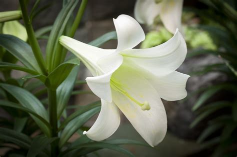 This Easter Consider The Lilies—and What They Cost America Magazine