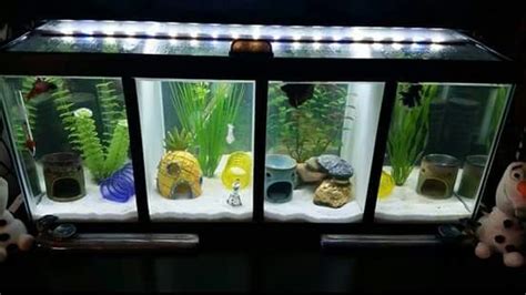 Gorgeous Divided 20 Gallon Betta Tank With 30 Inch Glass Canopy 30