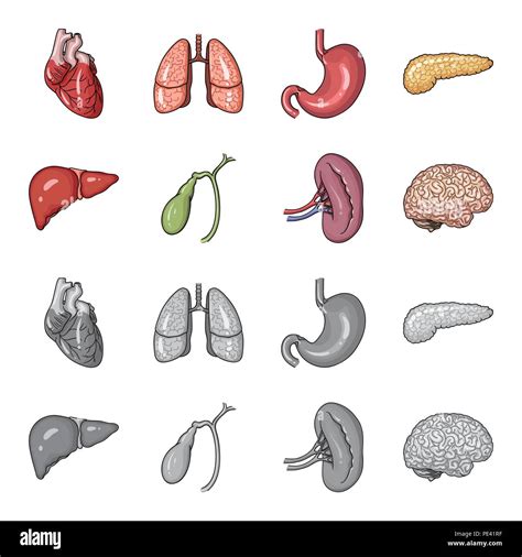 Liver Gallbladder Kidney Brain Human Organs Set Collection Icons In