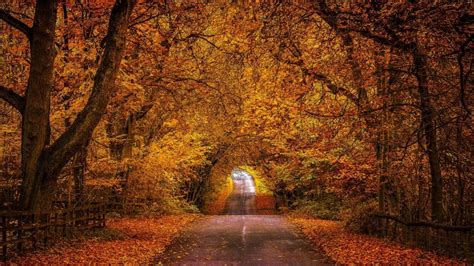 Autumn Road Wallpaper Backiee