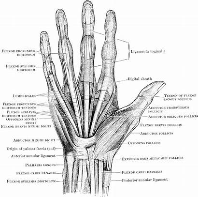 Hand Human Anatomy Muscles System Muscle Structure