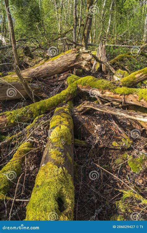 Moss Covered Tree Trunks On The Forest Floor Stock Image Image Of