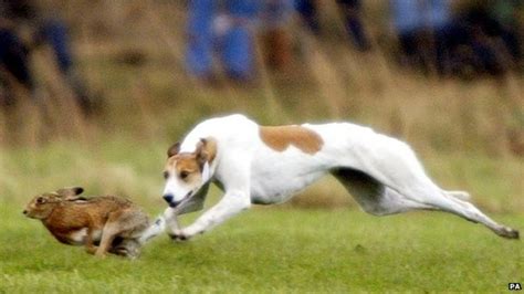 Kent Police Report Rise In Hare Coursing And Poaching Bbc News