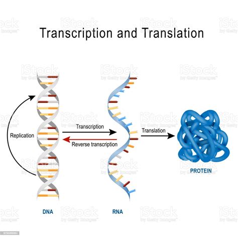 Vetores De Replicação Do Dna Síntese Proteínas Transcrição E Tradução E