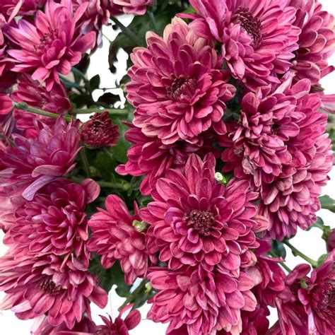 Chrysanthemum Avalon Purple