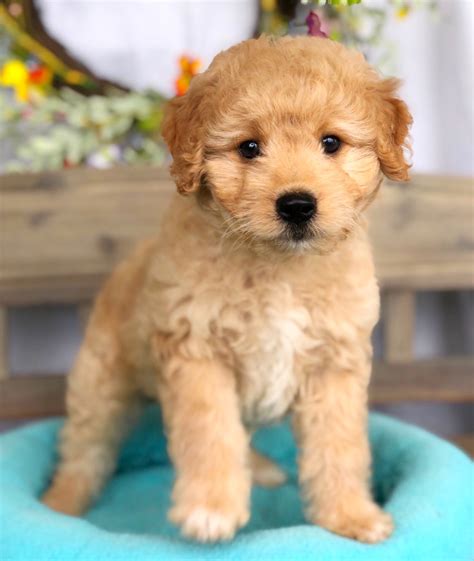 Mini f1b golden doodle puppies grow so fast. Mini Goldendoodle For Sale in Lynchburg, VA - Local Pet ...
