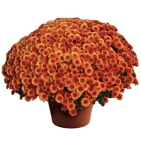Chrysanthemum X Morifolium Beverly™ Bronze Eberts Greenhouse