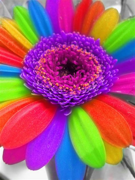 Rainbow Flower Wallpaper Wallpapersafari