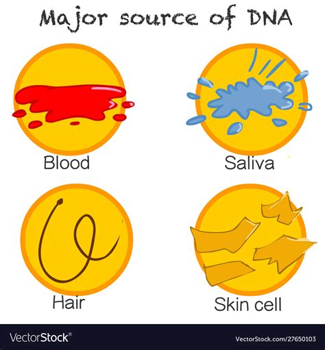 Dna Blood Sweating Saliva Semen Evidence Proof Vector Image