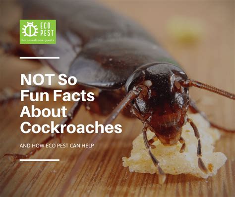 Interesting Facts About Cockroaches Pest Phobia