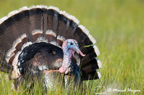 Marcel Huijser Photography Wild Turkey Meleagris Gallopavo Montana