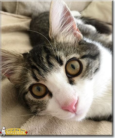Maverick The Tabbynorwegian Forest Cat Mix The Cat Of The Day July