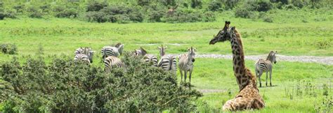 Arusha National Park Supreme Tanzania Safaris