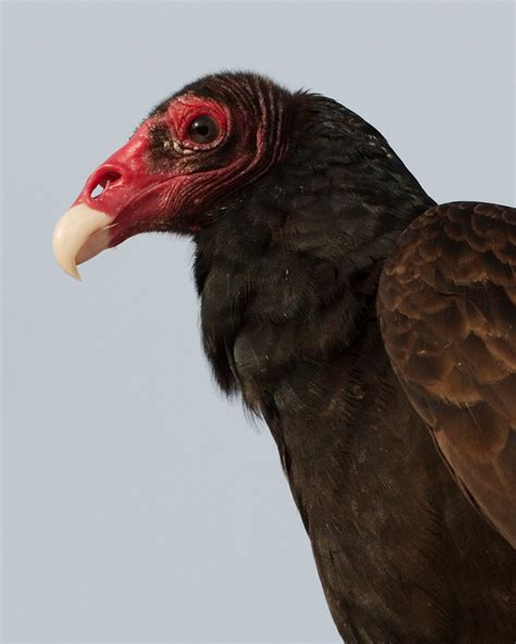 Turkey Vulture The Whisker Chronicles