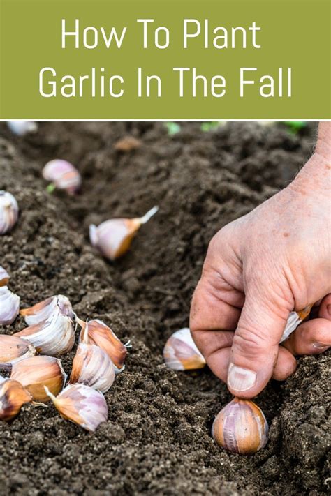 How To Plant Garlic In The Fall Planting Garlic When To Plant Garlic