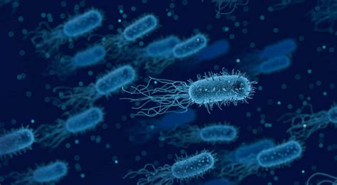 Definición de bacteria Su clasificación estudio beneficios y riesgos