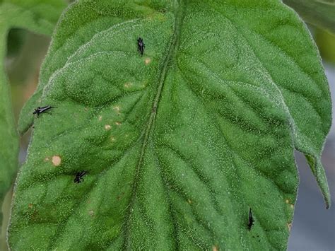 Tiny Thin Black Bugs With White Stripes On Tomatoes Solveforum