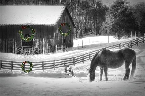 Christmas Horse Farm In Black And White With Touches Of Color