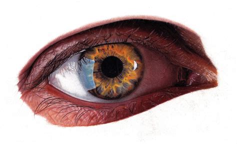 A Realistic Colored Pencil Portrait Drawing Of A Human Eye Done With