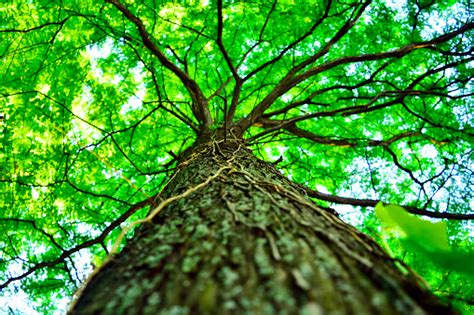 Old Tree Branches On Ground Free Photo On Barnimages