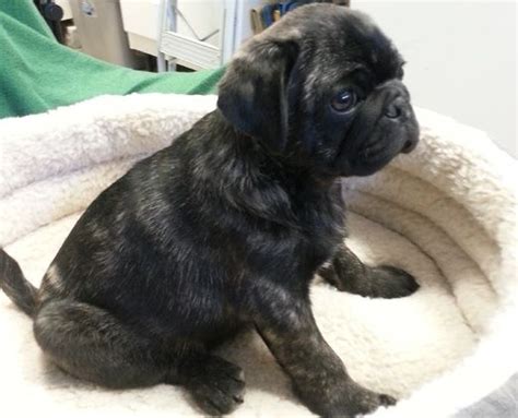 Cute Brindle Pug Puppy Black Pug Puppies Pug Puppy Brindle Pug Baby