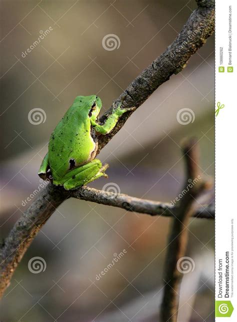 Single Common Tree Frog Resting On A Tree Branch In Spring Season Stock