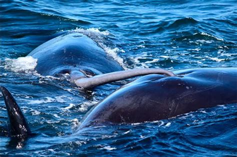 Blue Whale Penis Size And 7 Other Strange Animal Penises