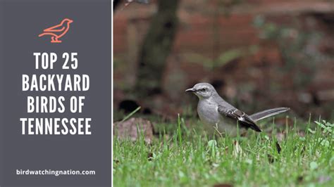 Top 25 Amazing Backyard Birds Of Tennessee You Can See From Your Own