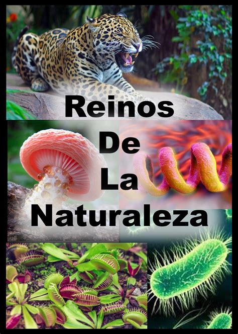 Top Imagenes De Los Reinos De La Naturaleza Smartindustry Mx