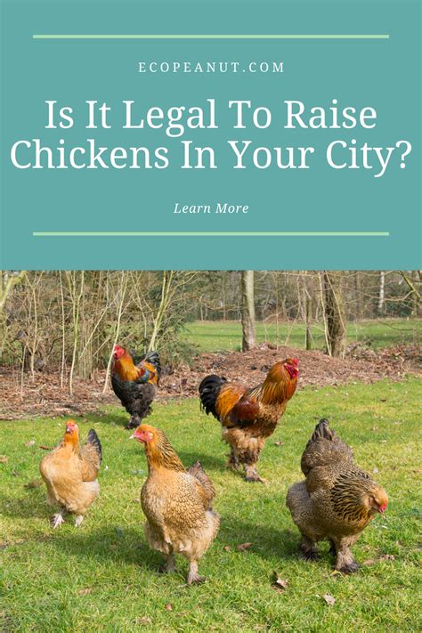 the law and chickens there is only 1 dull moment of raising backyard chickens raise legal