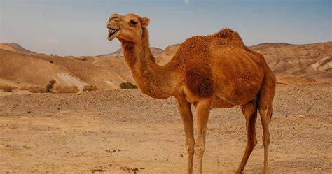 Camel Camelus Facts About The Camels The Ship Of The Desert
