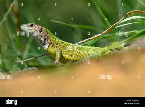 European Green Lizard Lacerta Viridis Female Stock Photo Alamy