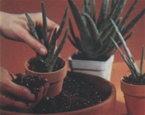 I have always loved cacti and how easy they are to manage. Potting Cactus Plants | HowStuffWorks