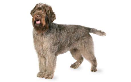 See wirehaired pointing griffon pictures, explore breed traits and characteristics. Carolina: Korthals Griffon Puppies For Sale